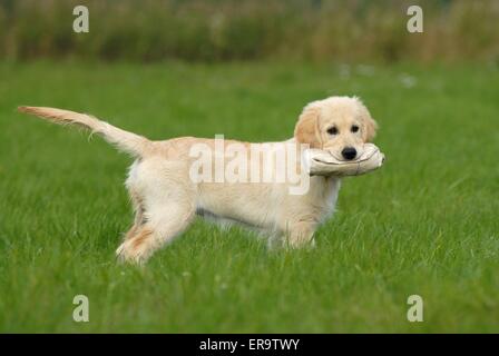 playing Golden Retriever puppy Stock Photo