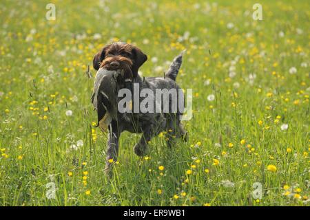 hunting with German wirehaired Pointer Stock Photo
