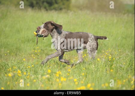 hunting with German wirehaired Pointer Stock Photo