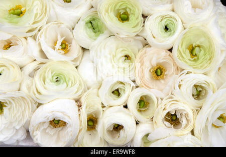 Flowers exposed on Floraart, 50 international garden exhibition in