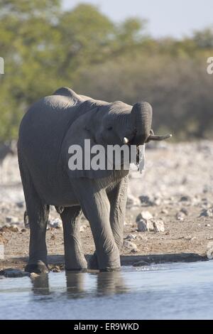 African bush elephant stands drinking on riverbank Stock Photo - Alamy