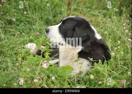 Central Asian Shepherd Stock Photo