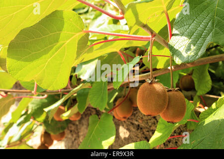 Kiwi fruit tree plant, Actinidia deliciosa Stock Photo