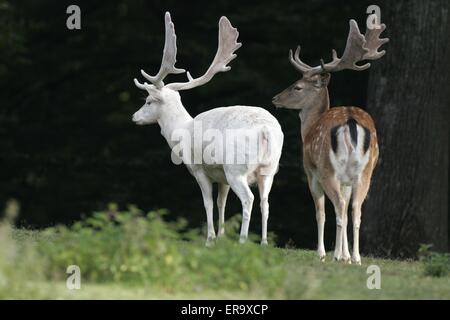 fallow deers Stock Photo