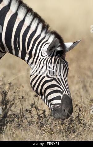 eating zebra Stock Photo