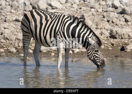 drinking zebra Stock Photo