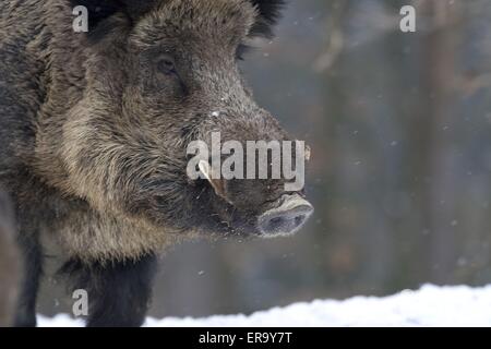 wild pig Stock Photo