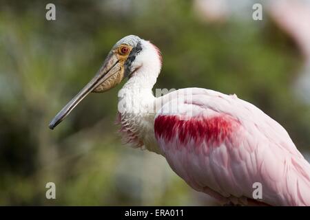 Roseate Spoonbill Stock Photo
