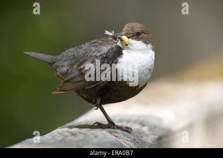 white-throated dipper Stock Photo