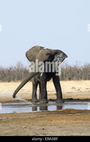 African bush elephant stands splashing in river Stock Photo - Alamy
