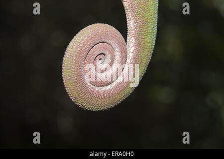 panther chameleon Stock Photo