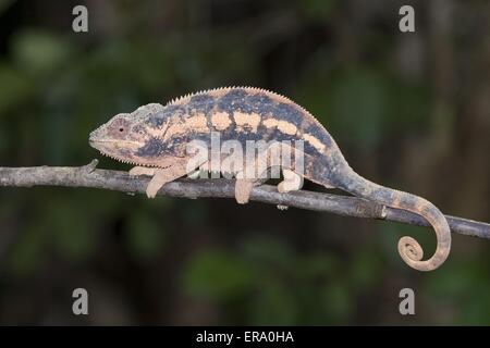 panther chameleon Stock Photo