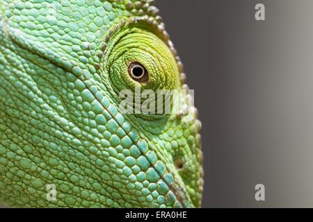 Parsons chameleon Stock Photo
