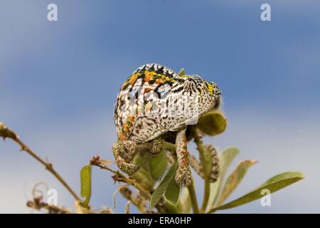 jewelled chameleon Stock Photo