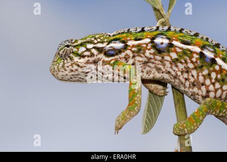 jewelled chameleon Stock Photo