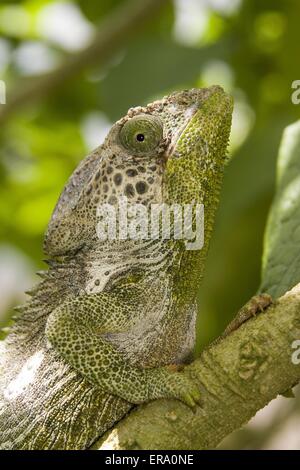 Warty Chameleon Stock Photo