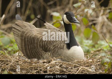 canada goose Stock Photo