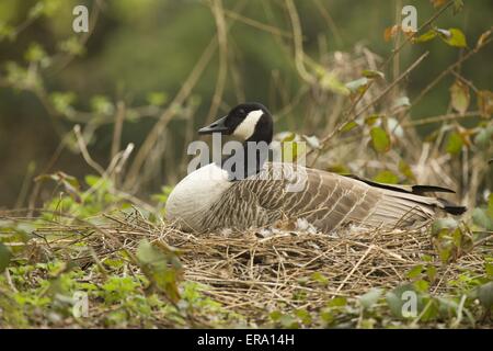 canada goose Stock Photo