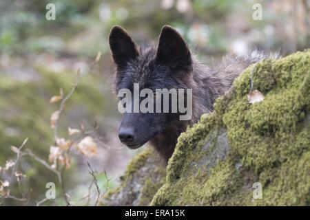 Eastern timber wolf Stock Photo