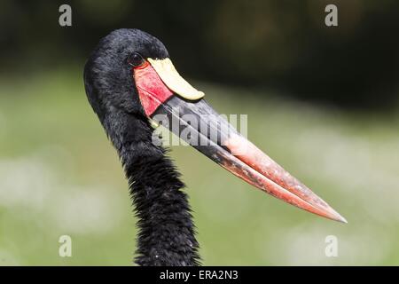 saddle-bill stork Stock Photo