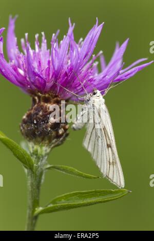 black-veined moth Stock Photo