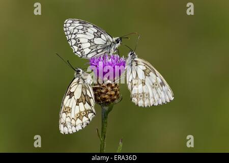 marbled white butterflies Stock Photo