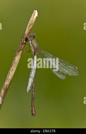 Emerald damselfly on plant stem Stock Photo - Alamy