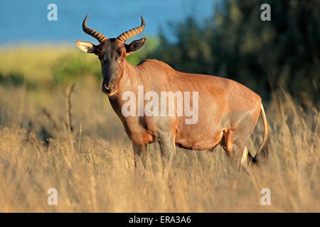 Rare tsessebe antelope (Damaliscus lunatus) in natural habitat, South Africa Stock Photo