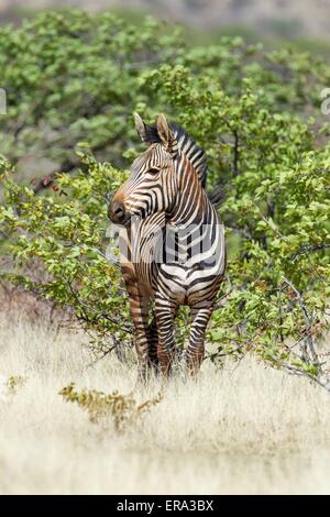 Hartmann's mountain zebra Stock Photo