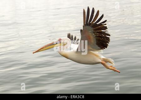 flying rosy pelican Stock Photo