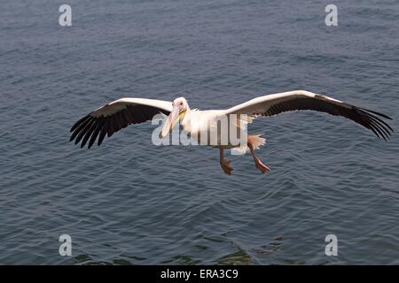 flying rosy pelican Stock Photo