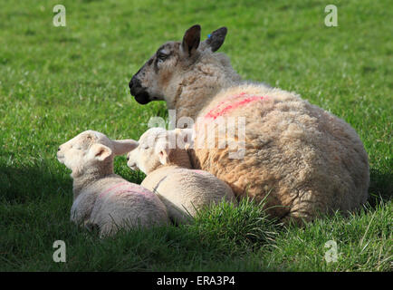 A Ewe rests with her two lambs, Shropshire, England, Europe Stock Photo