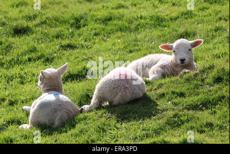 Three lambs relaxing in the afternoon sun, Shropshire, England, Europe Stock Photo