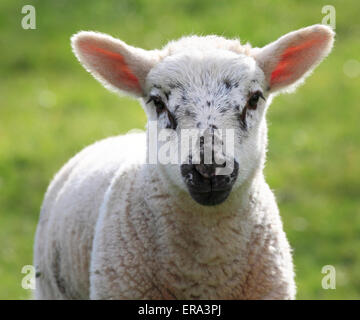 The curious youngster, a portrait of a lamb, Shropshire, England, Europe Stock Photo