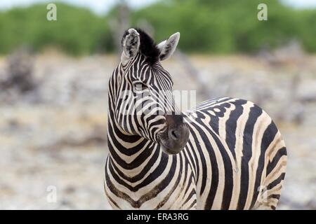 plains zebra Stock Photo