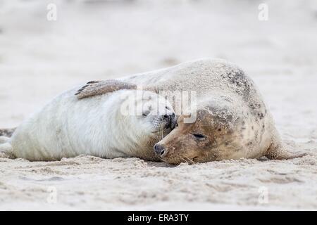 grey seals Stock Photo