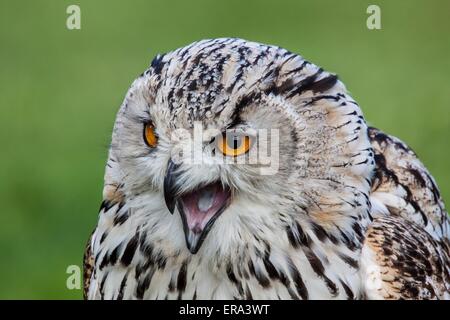 siberian eagle owl Stock Photo
