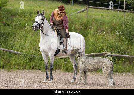 irish wolfhound next to horse
