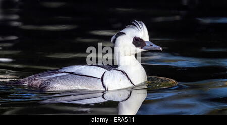 Male smew duck, mergellus albellus, floating on the water Stock Photo