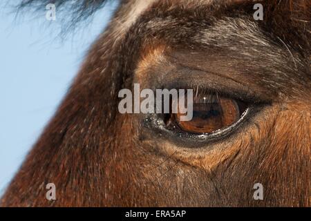pony eye Stock Photo