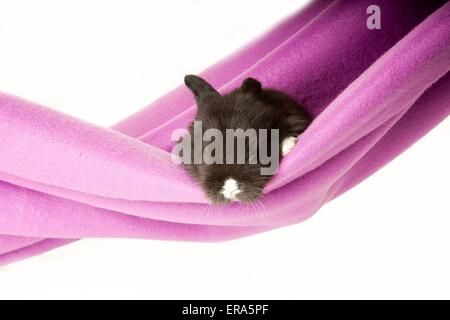 young rabbit Stock Photo