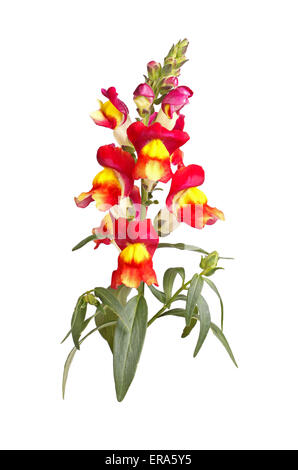 Single stem of yellow, red and orange flowers of snapdragon (Antirrhinum majus) isolated against a white background Stock Photo