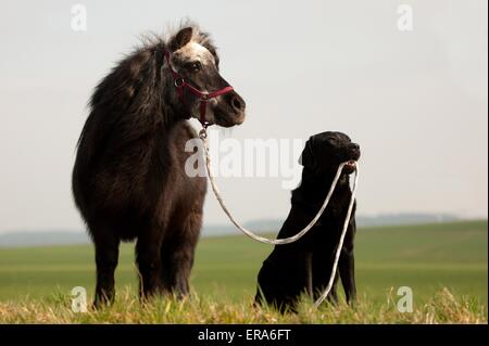 pony and dog Stock Photo