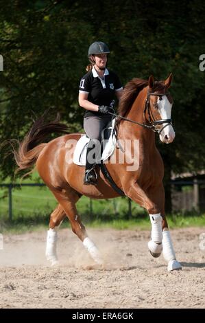 woman rides Hessian Warmblood Stock Photo