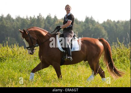 woman rides Hessian Warmblood Stock Photo