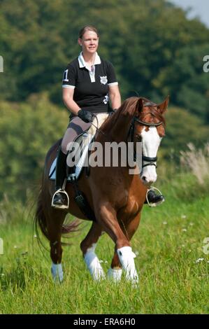 woman rides Hessian Warmblood Stock Photo