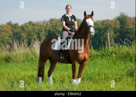 woman rides Hessian Warmblood Stock Photo