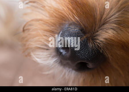 A macro shot of a yorkshire terrier's nose and snout. Stock Photo