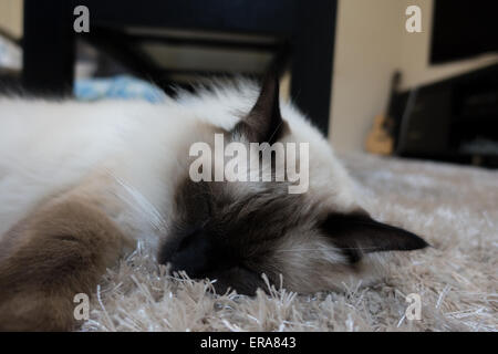 Ragdoll cat sleeping on a rug Stock Photo