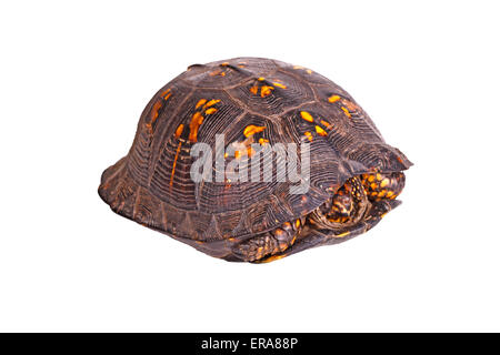 Male eastern box turtle (Terrapene carolina carolina) hiding in its carapace shell isolated against a white background Stock Photo